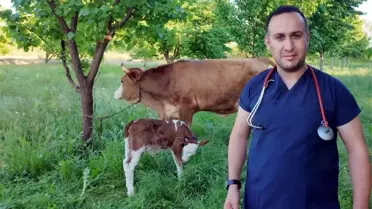 Kurtarılan İnek Sağlıklı Bir Buzağı Dünyaya Getirdi