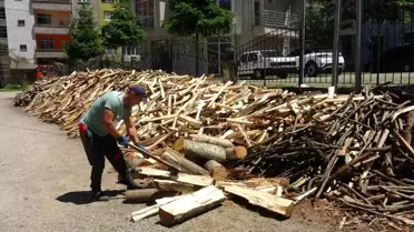 Trabzonlu Paşa Yıldız'ın Başarısı