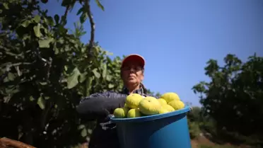 Aydın'da İncir Hasadı Başladı