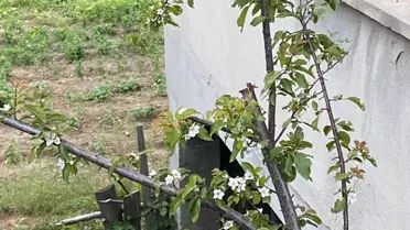 Feke'de Erik Ağaçları Erken Çiçek Açtı