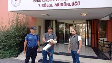 Yaralı Leylek Tedavi Altına Alındı