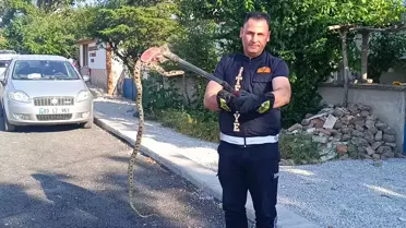Sandıklı'da Yılan Yakalandı