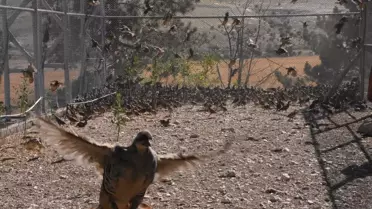 Keklikler Doğaya Salınıyor
