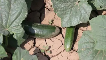 Ağrı'da Sebze Hasadı ve Destek Projesi