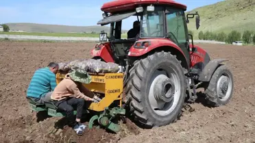 Mor Patatesle Tarımda Yeni Bir Dönem