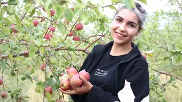 Doğubayazıt'ta Elma Hasadı Sevinci