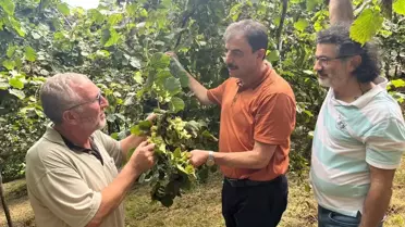Fındık Hasadı için Doğru Tekniğe Dikkat!