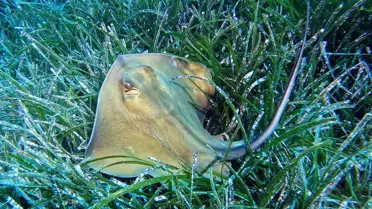 Kaş'ta Posidonya Çayırları Koruma Altında