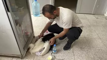 Yaralı Leylek Bulundu