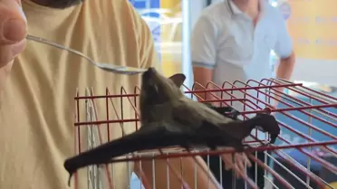 Yarasa Sahibi Tarafından Kurtarıldı