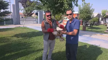 Yaralı Kızıl Şahin Doğaya Salınacak