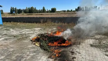 Alaca'da 21 Kök Kenevir Ele Geçirildi