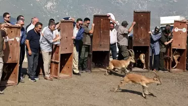 Amasya'ya 5 Yaban Keçisi Salındı