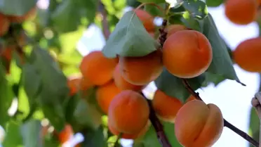 Hatay'da Erkenci Kayısı Hasadı Başladı