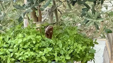 Antalya'da Bıçaklı Cinayet