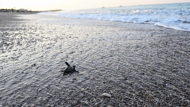 Caretta Caretta Yavruları Denize Ulaştı