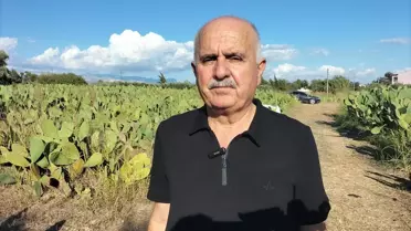 Manavgat'ta Dikenli İncir Üretimi Başladı