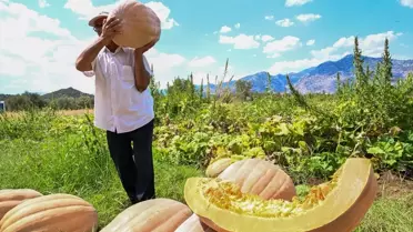 Camili Bal Kabağı Hasadı Yapıldı
