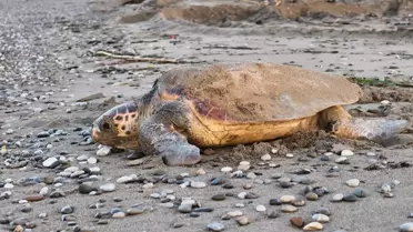 Caretta Carettalara 1500 Yuva Koruma