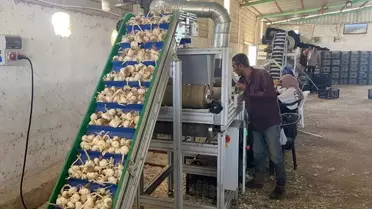 Araban Sarımsağı'na Tohum Tesisİ