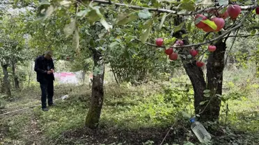 Posof-Badele Elması Hasadı Başladı