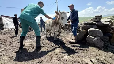 Ardahan'da Şap Hastalığına Karşı Aşılama