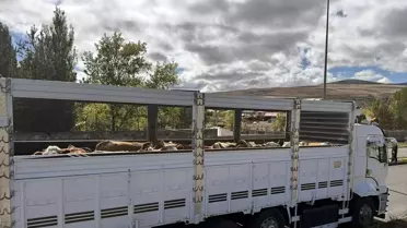 Ardahan'da Hayvan Sevkiyatları Artıyor