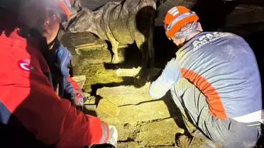 Borçka'da Çöken Ahırdan 33 Hayvan Kurtarıldı