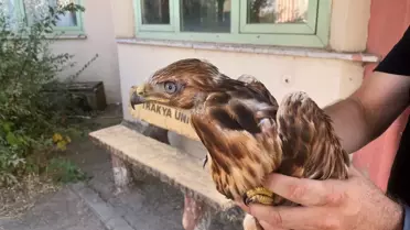 Sıcaklar Yaban Hayvanlarını Etkiliyor