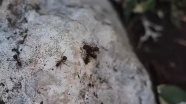 Çığlıkara Ormanları'nın Koruyucuları: Kırmızı Orman Karıncaları