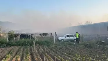 Aydın'da Yangın: 4 Hayvan Telef Oldu