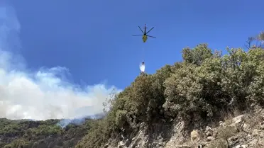 Aydın'da Ziraat Yangını Ormana Sıçradı