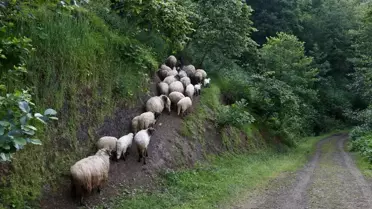 Kuzusu için tedavi seçti
