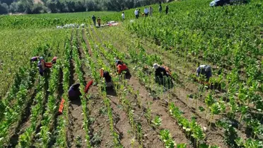Bafra'da Tütün Hasadı Devam Ediyor