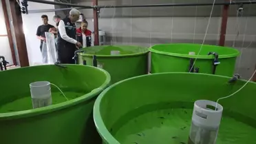 Gölköy'de Balık Üretimi Artıyor