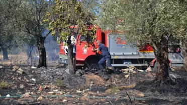 Ayvalık'ta Zeytinlik Yangını Söndürüldü