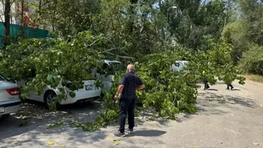 Kökü Çürüyen Ağaç Araçları İki Etti