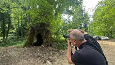 Bartın'da 500 Yıllık Çınar Ağacı Tescilleniyor
