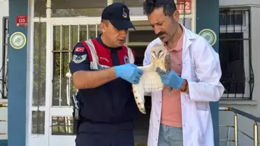 Yaralı Peçeli Baykuş Tedavi Altında