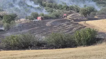 Bayat'ta Anız Yangını Ormana Sıçradı