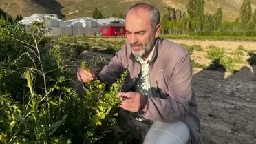 Bayburt'ta Çilek ve Bal Yemişi Hasadı