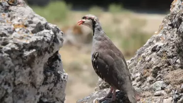 Beypazarı'nda 250 Keklik Doğaya Salındı