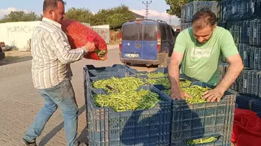 Kuraklık Fasulye Üretimini Olumsuz Etkiledi