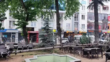 Bilecik'te Fırtına Ağacı Devrildi