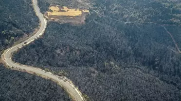 Sakarya'da Orman Yangını