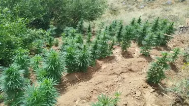 Bingöl'de Uyuşturucu Operasyonu: 2365 Kök Kenevir Ele Geçirildi