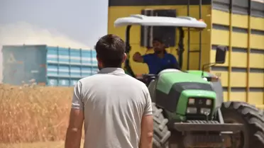 Ahlat'ta Buğday Hasadı Başladı