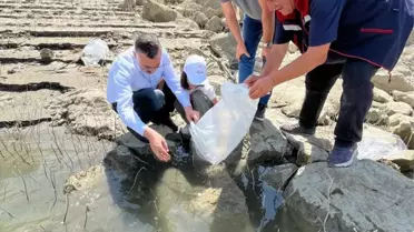 Boyabat'ta 158 Bin Yavru Sazan Salındı