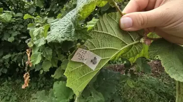 Bulancak'ta Samuray Arısı Doğaya Salındı