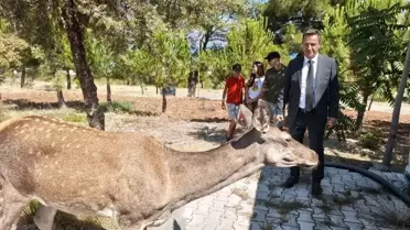 Geyik Salda Gölü'nde Görüntülendi
